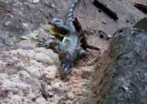 Jovem registra morte de animal dentro do Parque Mundo das Crianças em Manaus